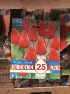 PROMO TULIPA TRIUMPH RED x25