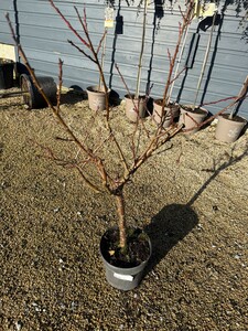 Prunus armeniaca 'Mini Apricot'