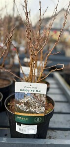 PRUNUS INCISA KOJOU-NO-MAI