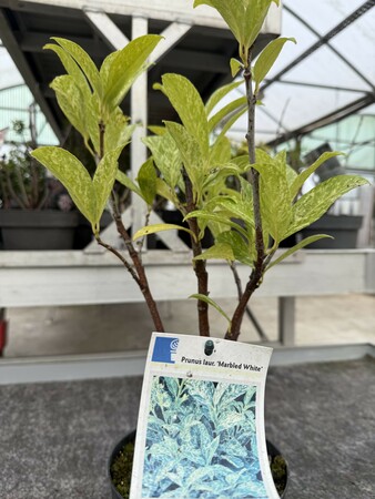 Prunus Laur 'Marbled White'