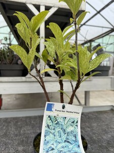 Prunus Laur 'Marbled White'