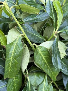 Prunus laurocerasus 'Rotundifolia' 50- 60cm