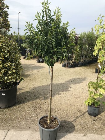 PRUNUS LUSIT. ANGUSTIFOLIA - D And M Garden Centre