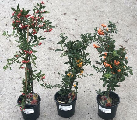 Pyracantha mix