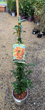 PYRACANTHA ORANGE GLOW