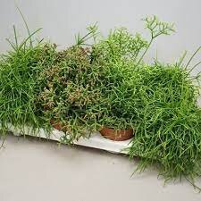 Rhipsalis mixed