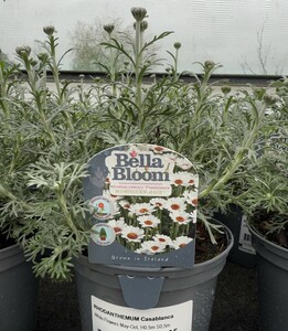 RHODANTHEMUM Casablanca