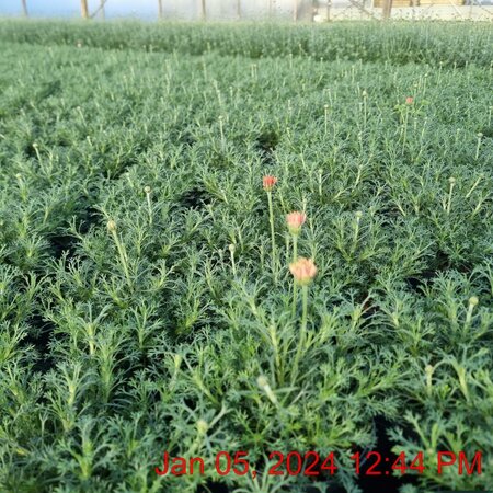 RHODANTHEMUM Zagora Pink