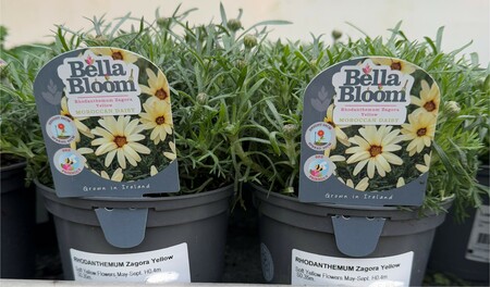 RHODANTHEMUM Zagora Yellow