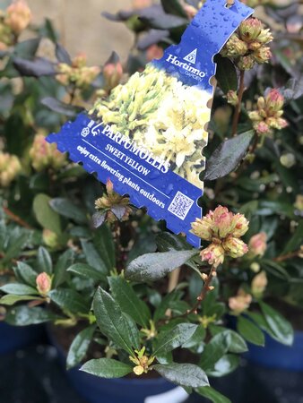 Rhododendron Hortinno® Parfumollis scented