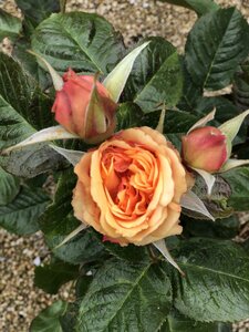 Rosa Amber Queen - image 1