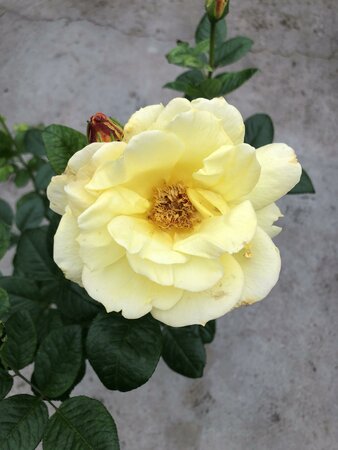 ROSA ARTHUR BELL Jumbo - image 1