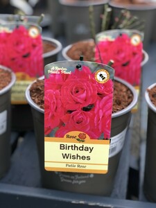 ROSA BIRTHDAY WISHES