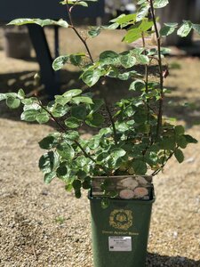 Rosa 'Emily Bronte'