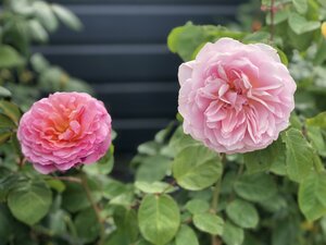 Rosa 'Eustacia Vye' - image 2