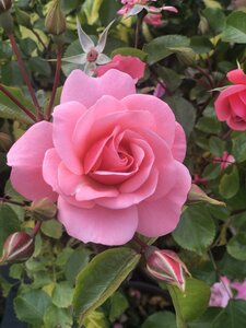 ROSA FASCINATION - image 1