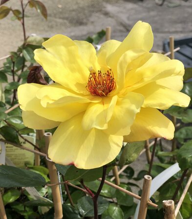 Rosa 'Golden Showers'