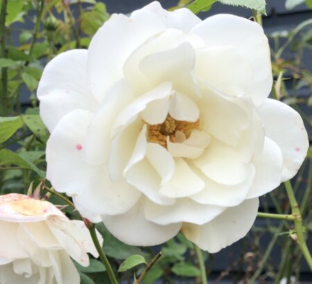 ROSA ICEBERG CLIMBING - image 1