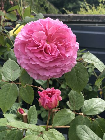 Rosa 'James Galway' - image 1