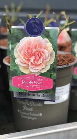 ROSA JOIE DE VIVRE