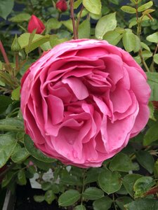 Rosa 'Leonardo da Vinci' - image 2