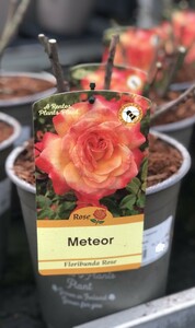 ROSA METEOR