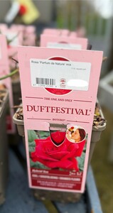 Rosa 'Parfum de Nature' Duftfestival