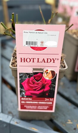 Rosa 'Parfum de Nature'  Hot Lady