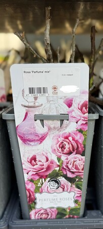 Rosa 'Parfume'  Waltz Time