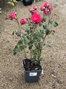 ROSA Pauls Scarlet Rambling Rose - image 2