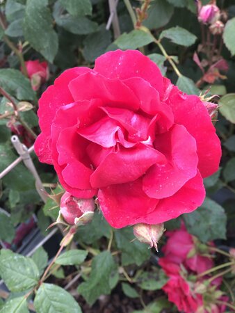 ROSA Pauls Scarlet Rambling Rose - image 1