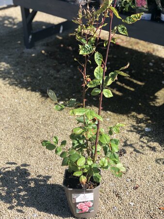 Rosa Queen Elizabeth