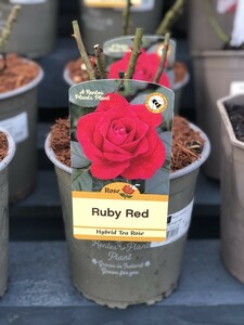 ROSA RUBY RED