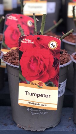 ROSA TRUMPETER