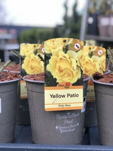 ROSA YELLOW PATIO