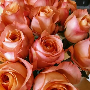 Roses