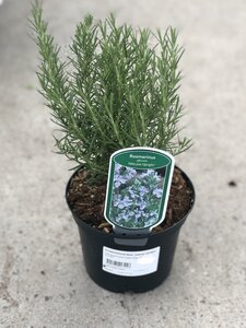 ROSMARINUS Miss Jessop Upright(Rosemary)