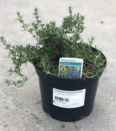 ROSMARINUS officinalis Prostrata (Rosemary)