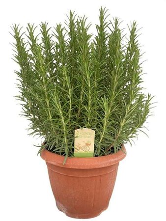 ROSMARINUS officinalis (Rosemary)