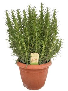 ROSMARINUS officinalis (Rosemary)