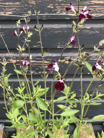 SALVIA AMETHYST LIPS - image 1