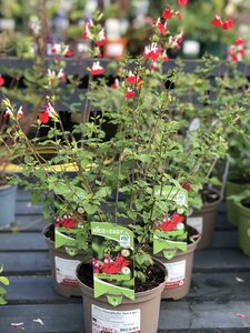 Salvia microphylla 'Hot Lips'