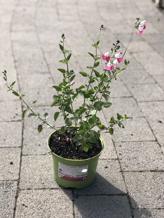 Salvia microphylla  'Pink Lips'