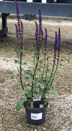 SALVIA nem. Caradonna