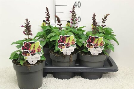 Salvia 'Salgoon® Lake Flamingo'