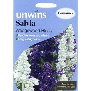 Salvia Wedgewood Blend