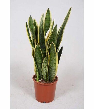 Sansevieria trif. 'Laurentii'