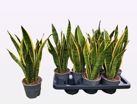 Sansevieria trif. 'Laurentii'