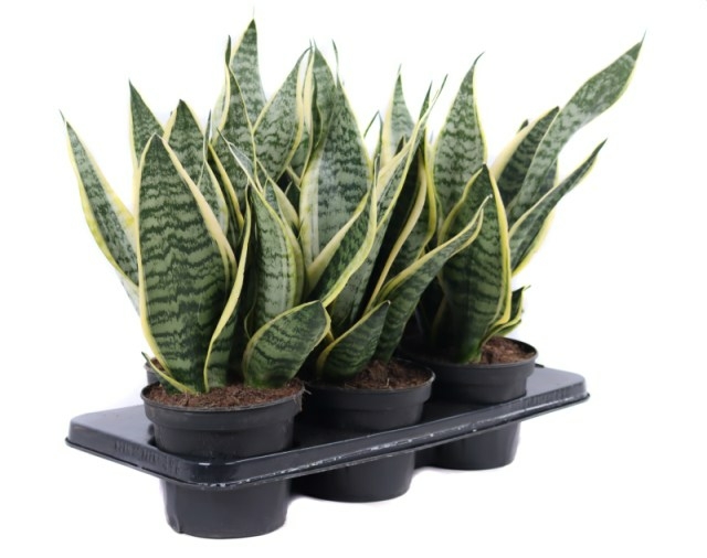 Sansevieria trif. 'Laurentii' - D and M Garden Centre