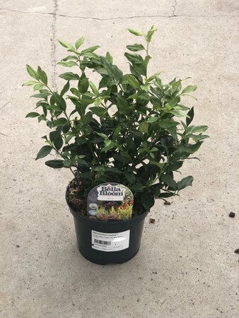 SARCOCOCCA confusa